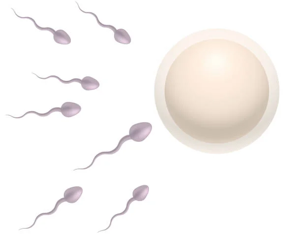 Your Fertility: Understanding Natural Conception